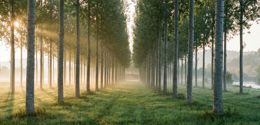 Pioppo italiano: il legno che non ti aspetti